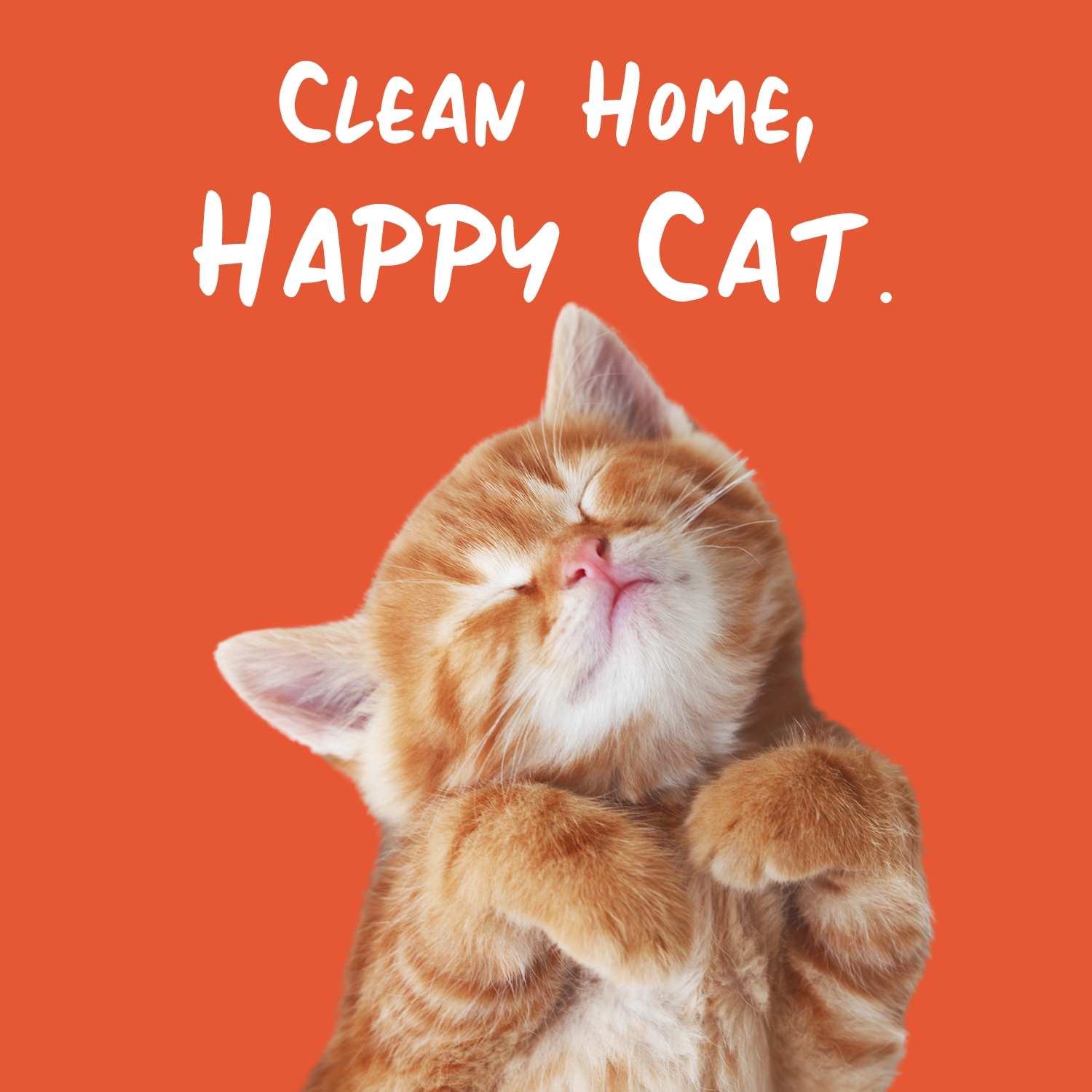 Clean home, happy cat