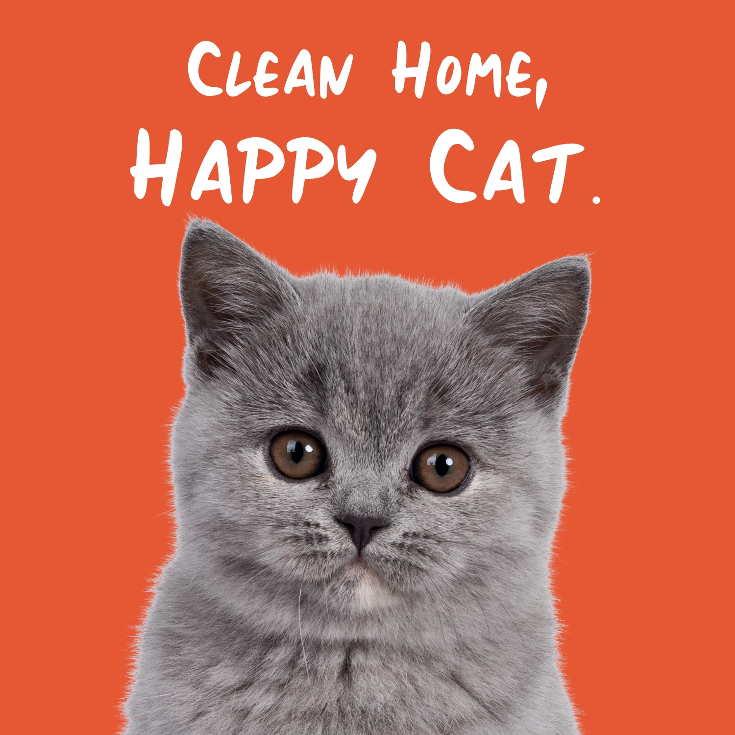 Clean home, happy cat