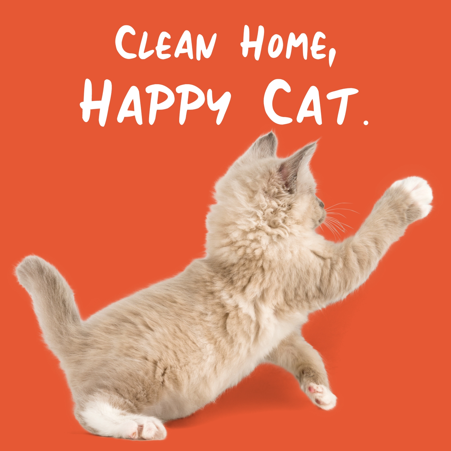 Clean home, happy cat