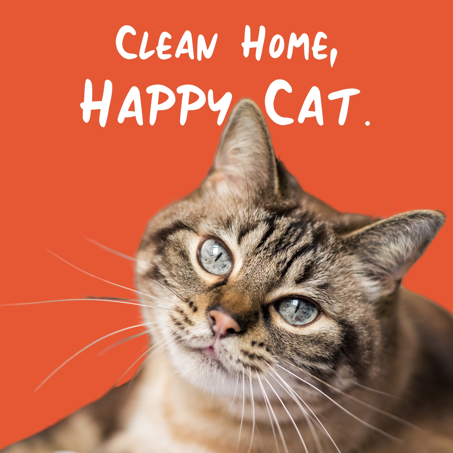 Clean home, happy cat